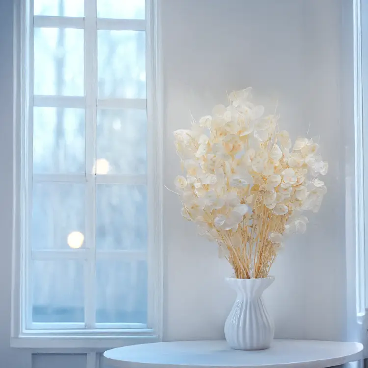 Lunaria IT bielona 4.png