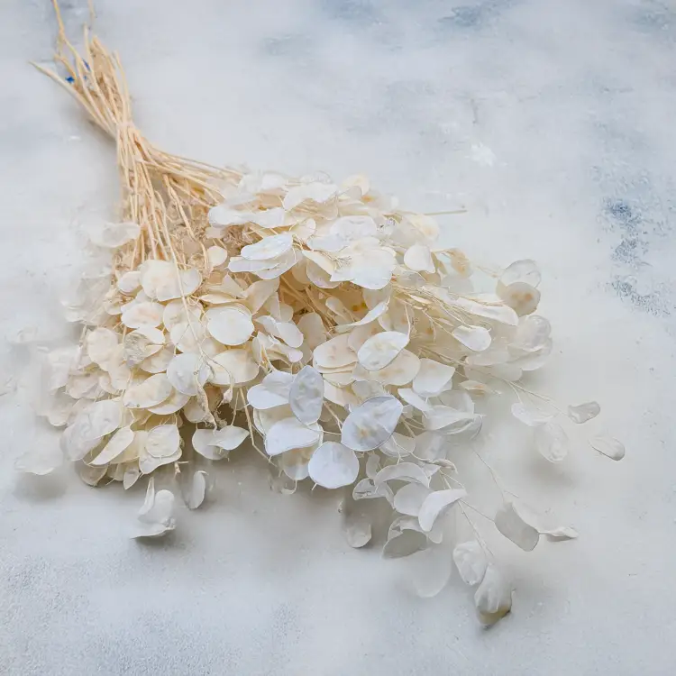 Lunaria IT bielona.png