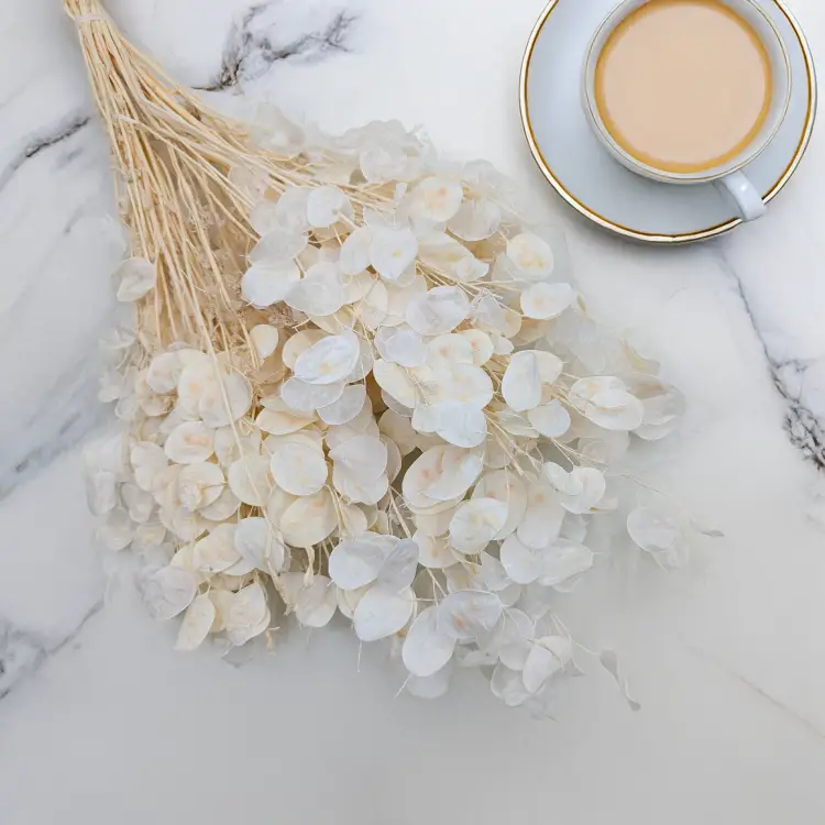 Lunaria IT bielona 1.png