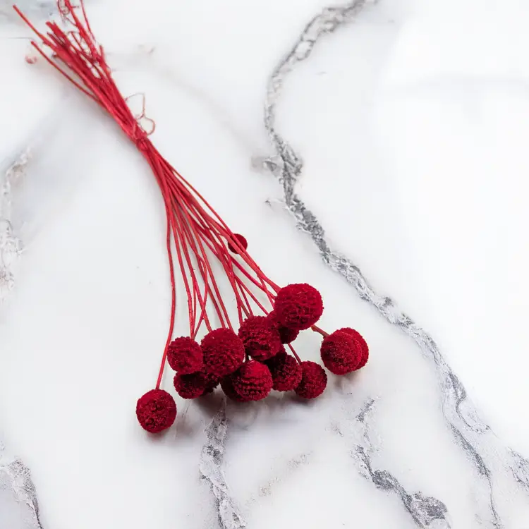 Craspedia czerwona 1.png