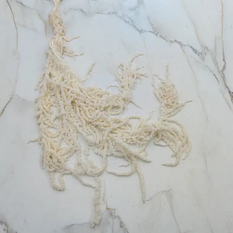 Szarłat biały 1.png