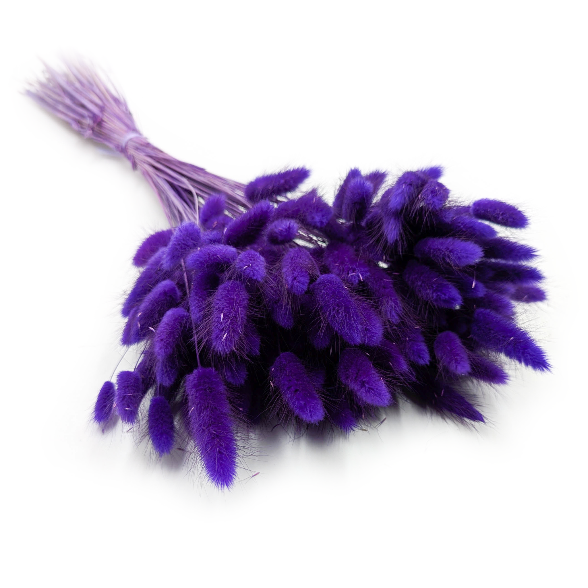 Dried Bunny Tails (Lagurus) - Purple