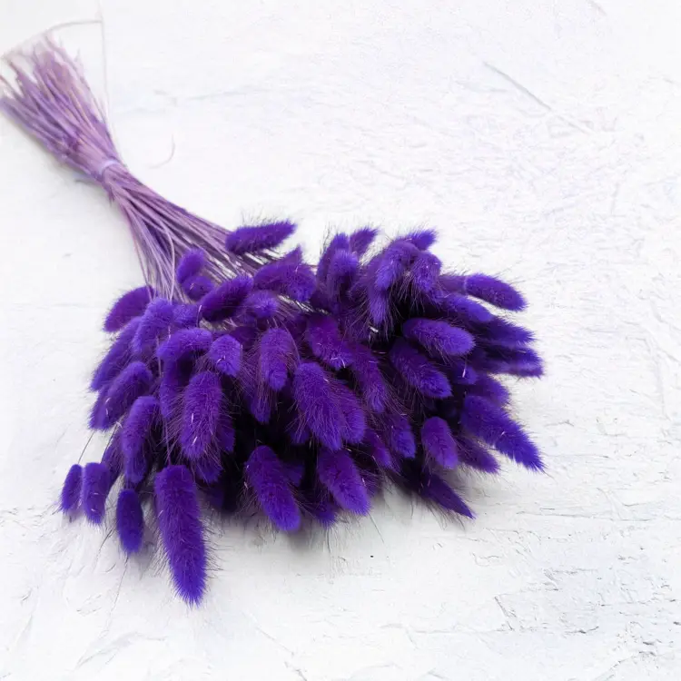 Lagurus fioletowy.png