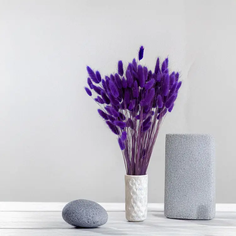 Lagurus fioletowy 3.png