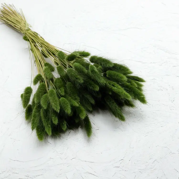 Lagurus ciemna zieleń.png