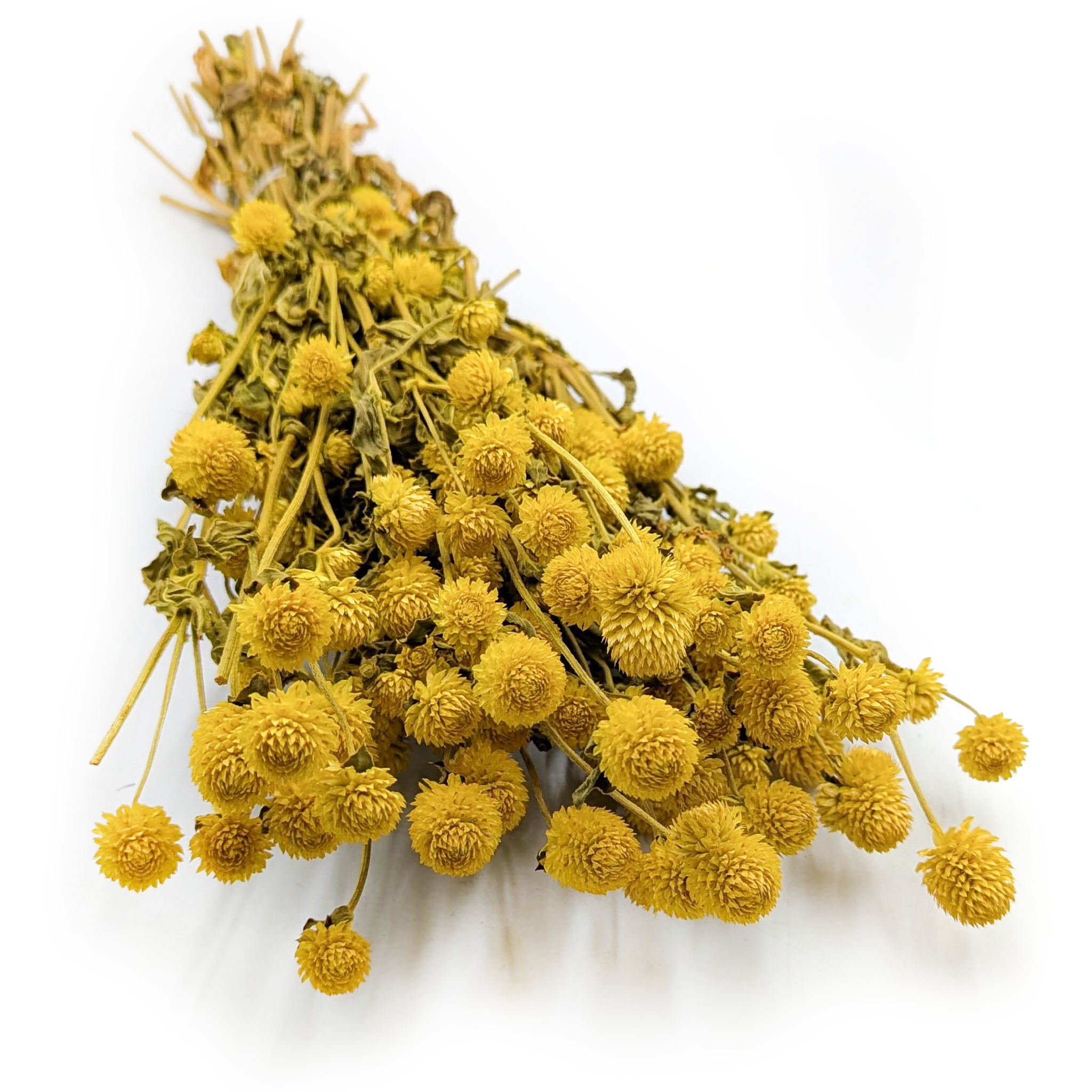 Globe Amaranth Dried - Gomphrena Globosa - Yellow