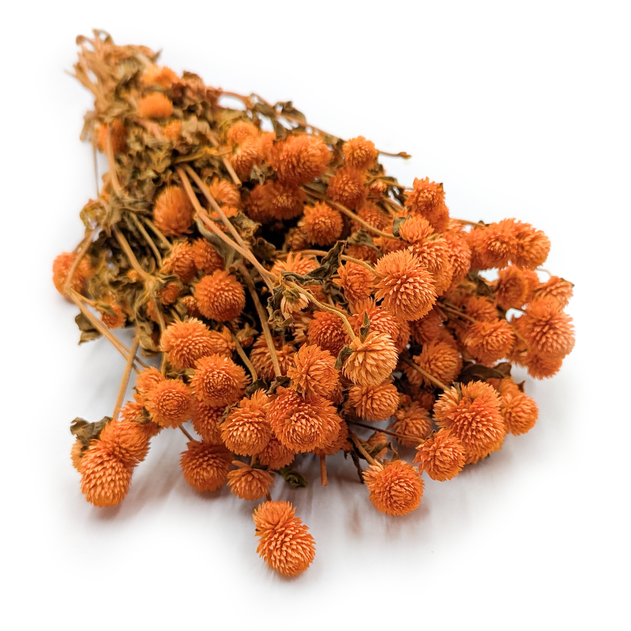 Globe Amaranth Dried - Gomphrena Globosa - Orange