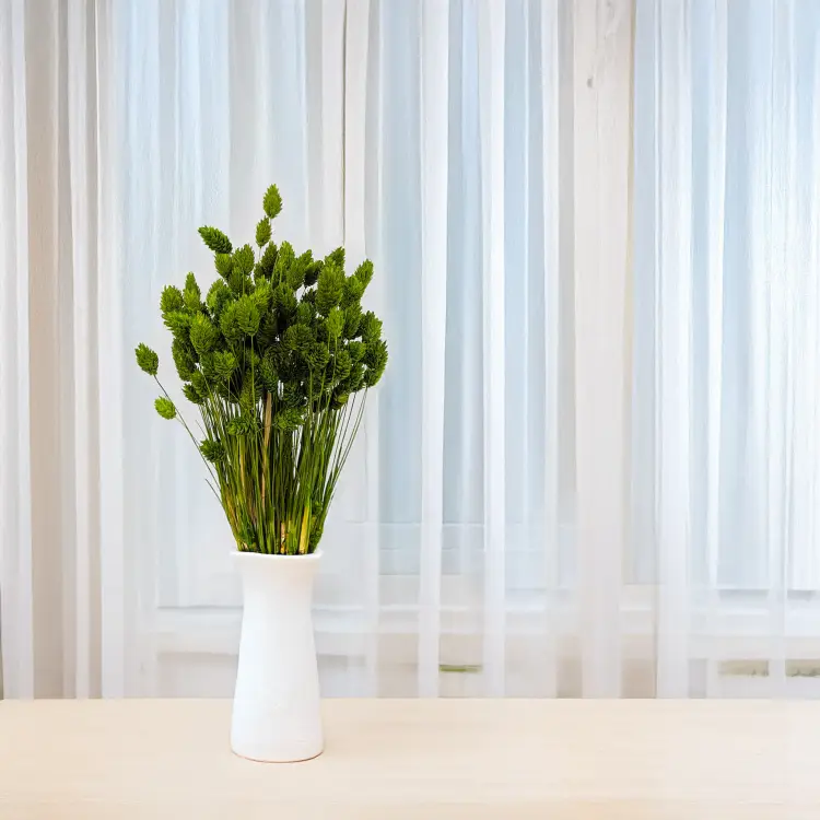 Kanar Oliwkowy 5.png