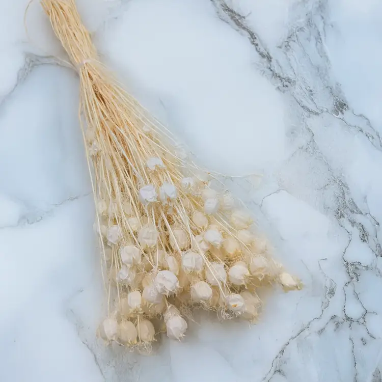 Nigella bielona 1.png