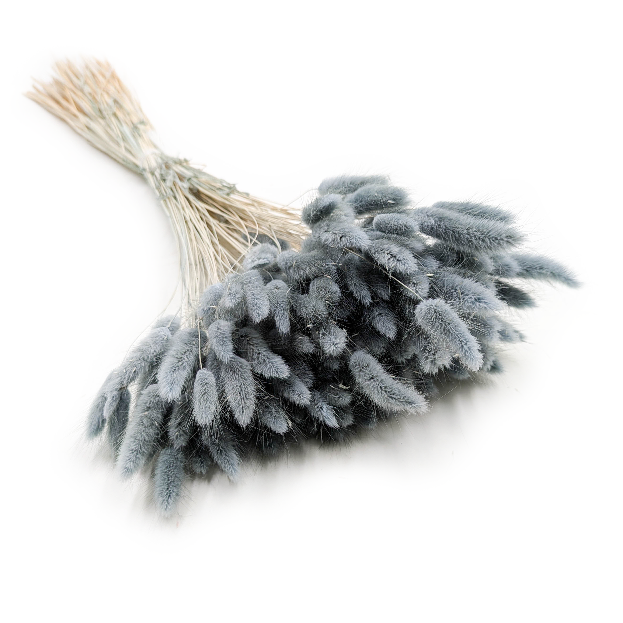 Dried Bunny Tails (Lagurus) - Pearl Gray