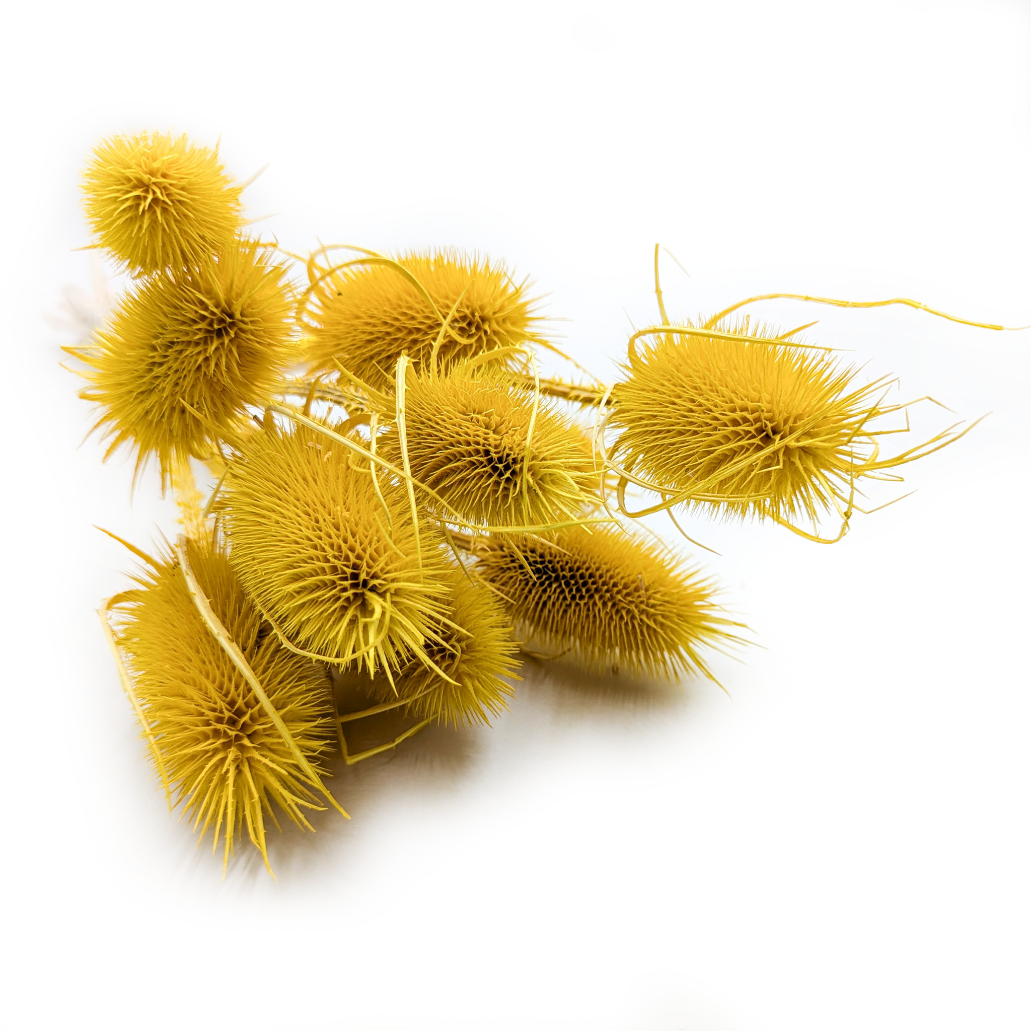 Teasel - Thistle - Dipsacus - Yellow