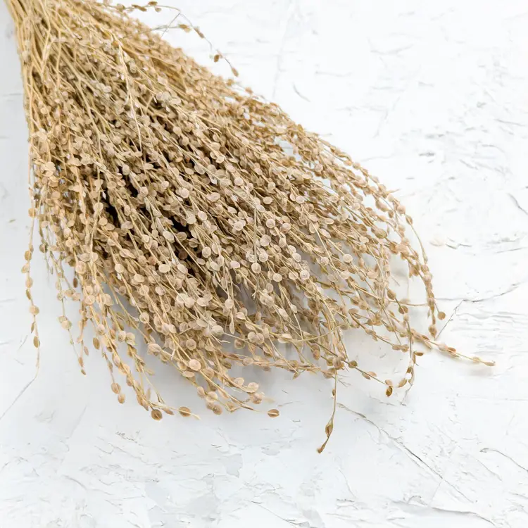 Lepidium Naturalne Suszone 6.png