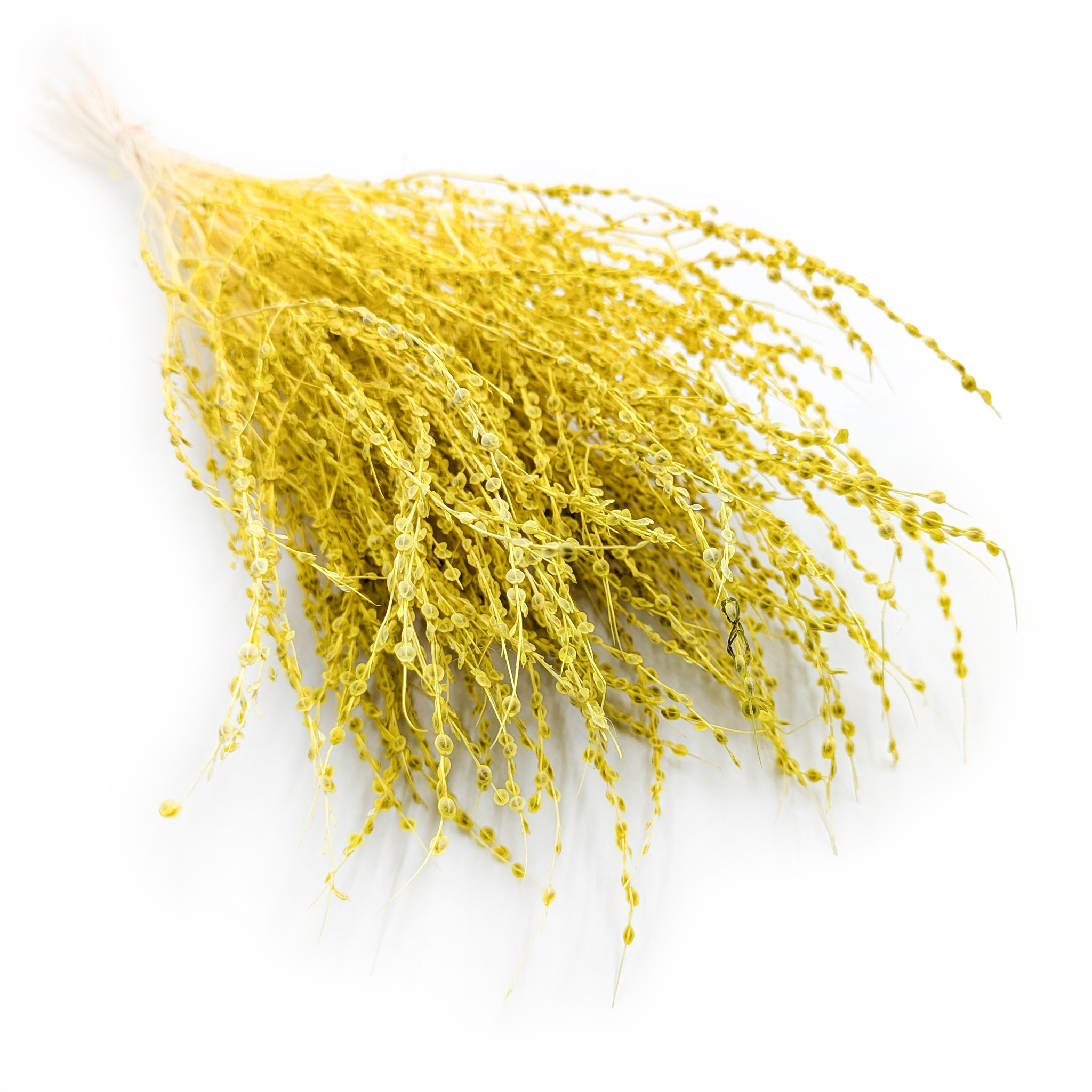 Lepidium (Lepidium sativum) - Yellow