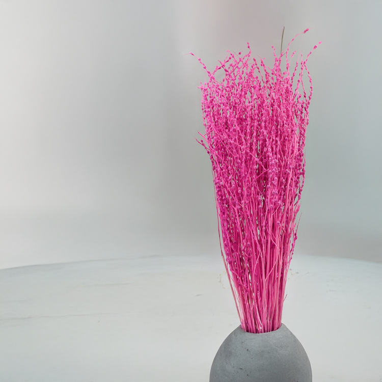 Lepidium Fuksja Suszone 1.png