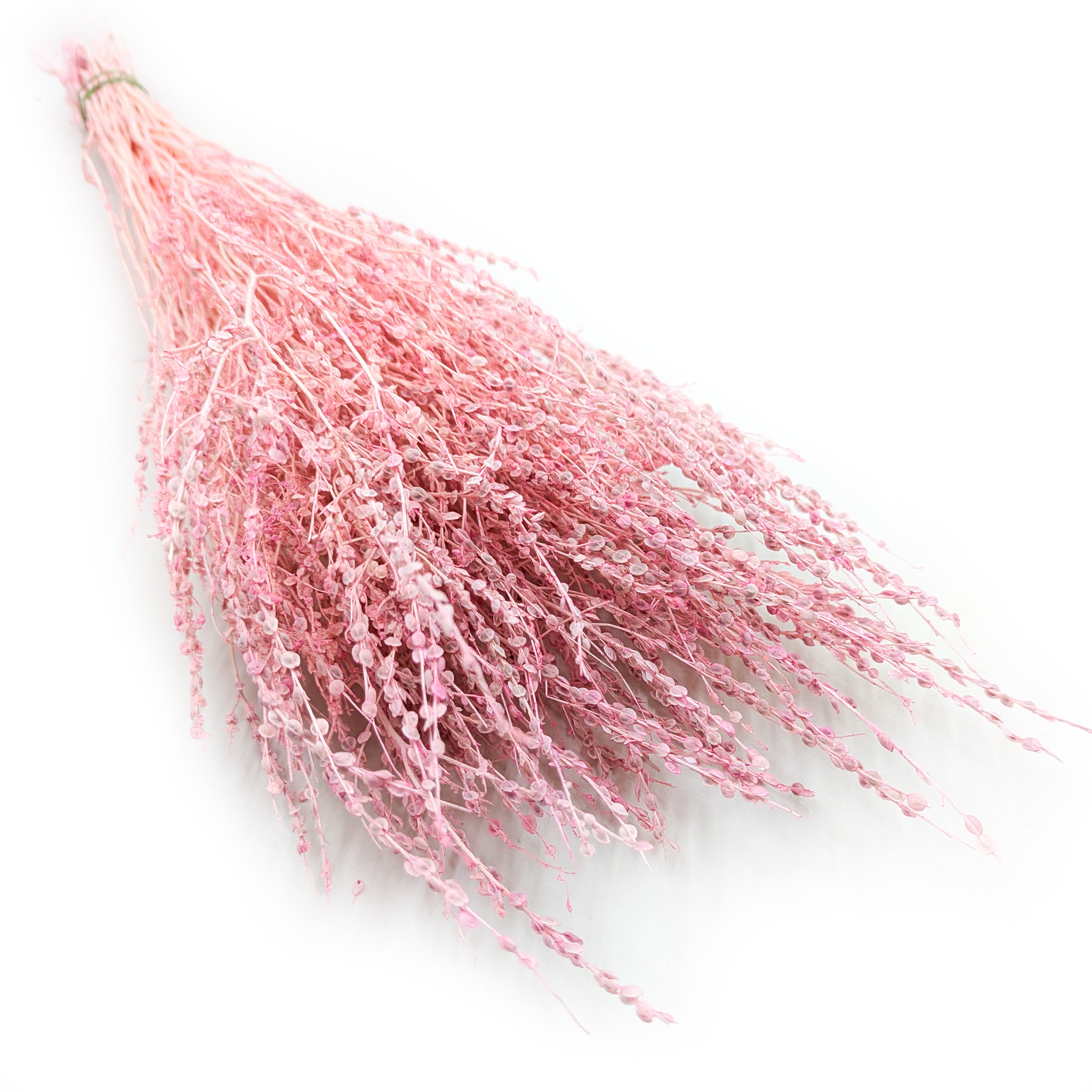 Lepidium (Lepidium sativum) - Pink