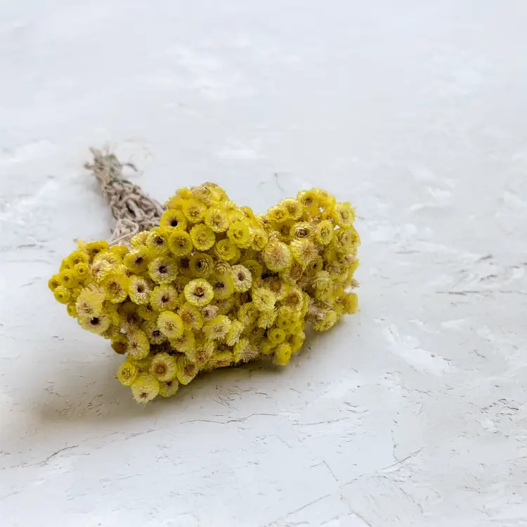 Kocanka włoska żółta (1).png