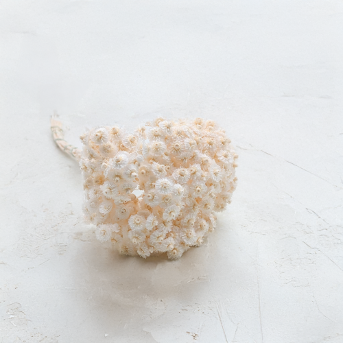 Kocanka włoska biała.png