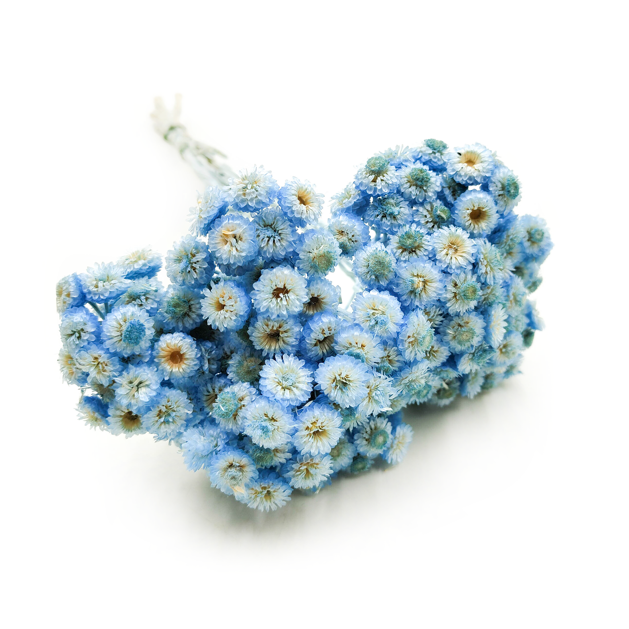 Dried helichrysum - (Helichrysum italicum) - Blue
