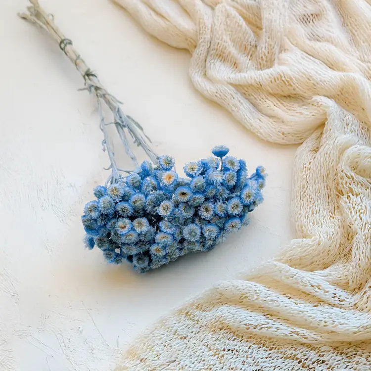 Kocanka włoska niebieska 1.png