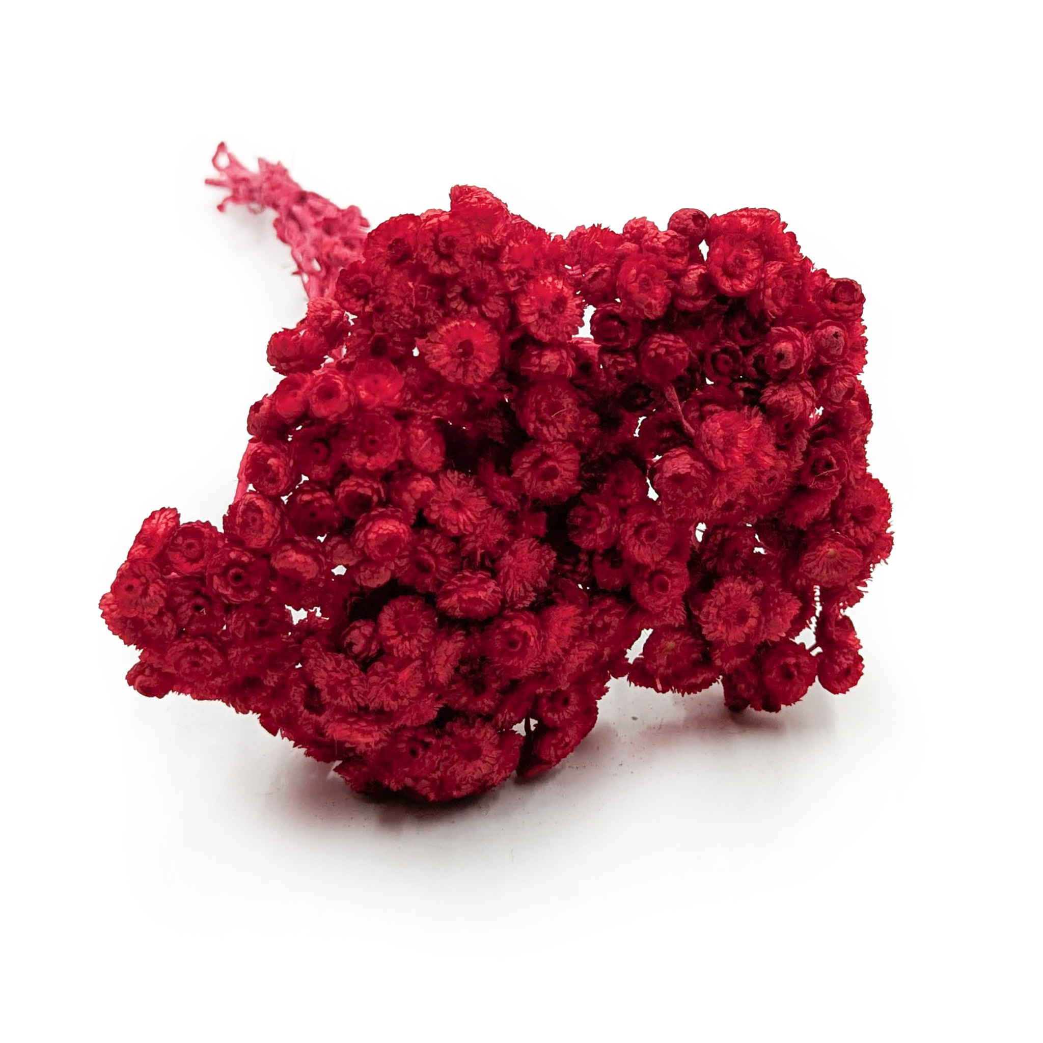 Dried helichrysum - (Helichrysum italicum) - Red