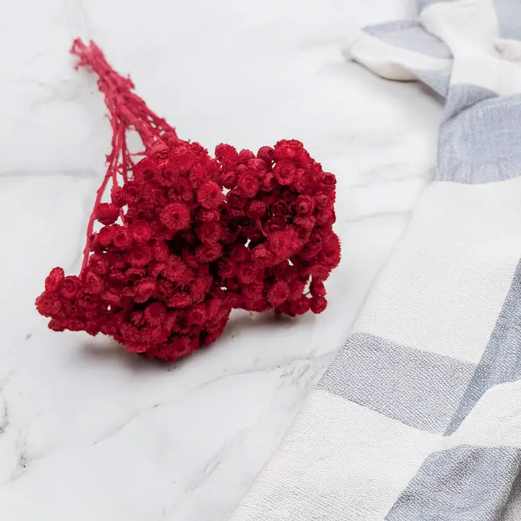 Kocanka włoska czerwona 1.png