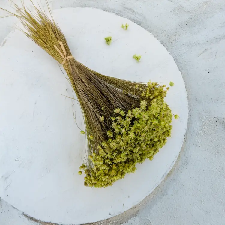 Glixia Marcela zielona 1.png