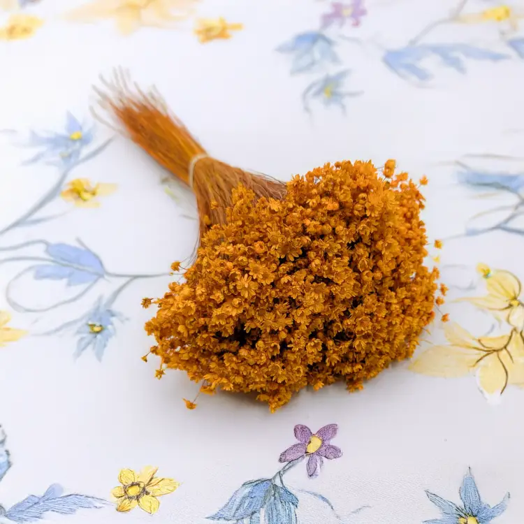 Glixia Marcela pomarańczowa 1.png