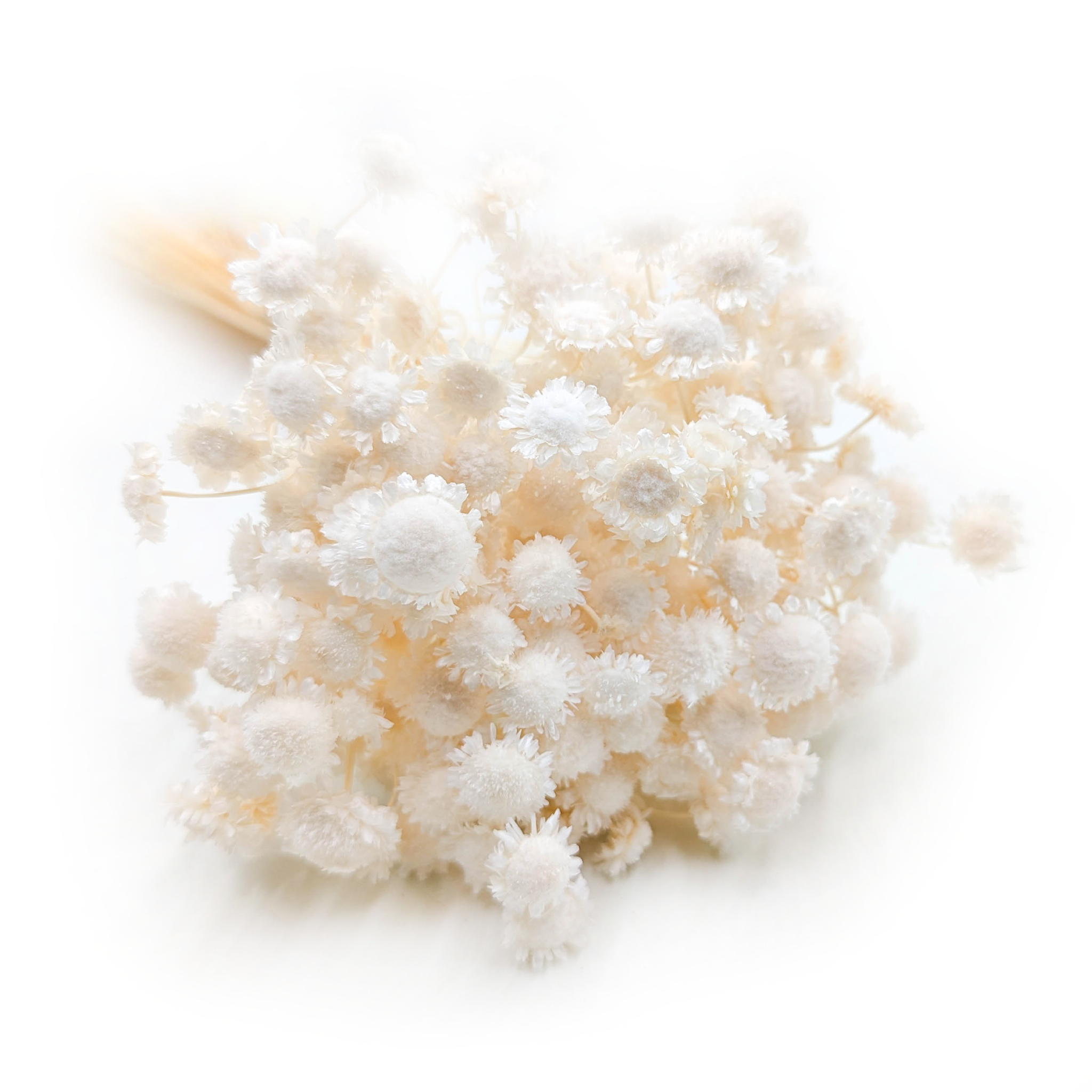 Glixia Dried BIG - (Comanthera) - Bleached