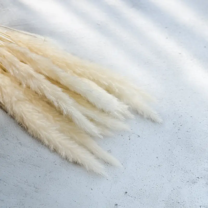 Mini Pampas Bielony.png