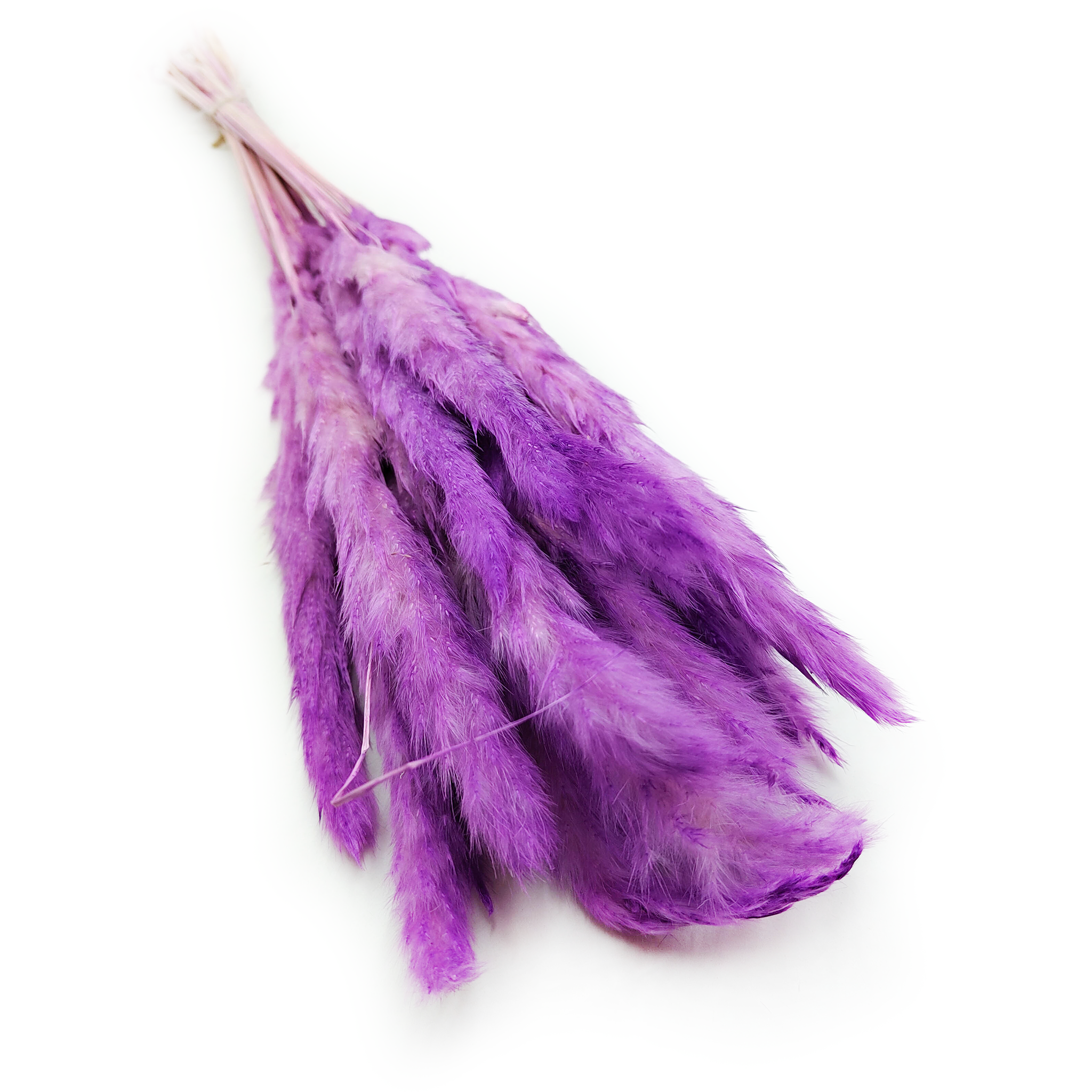 Pampas Grass Mini - Purple