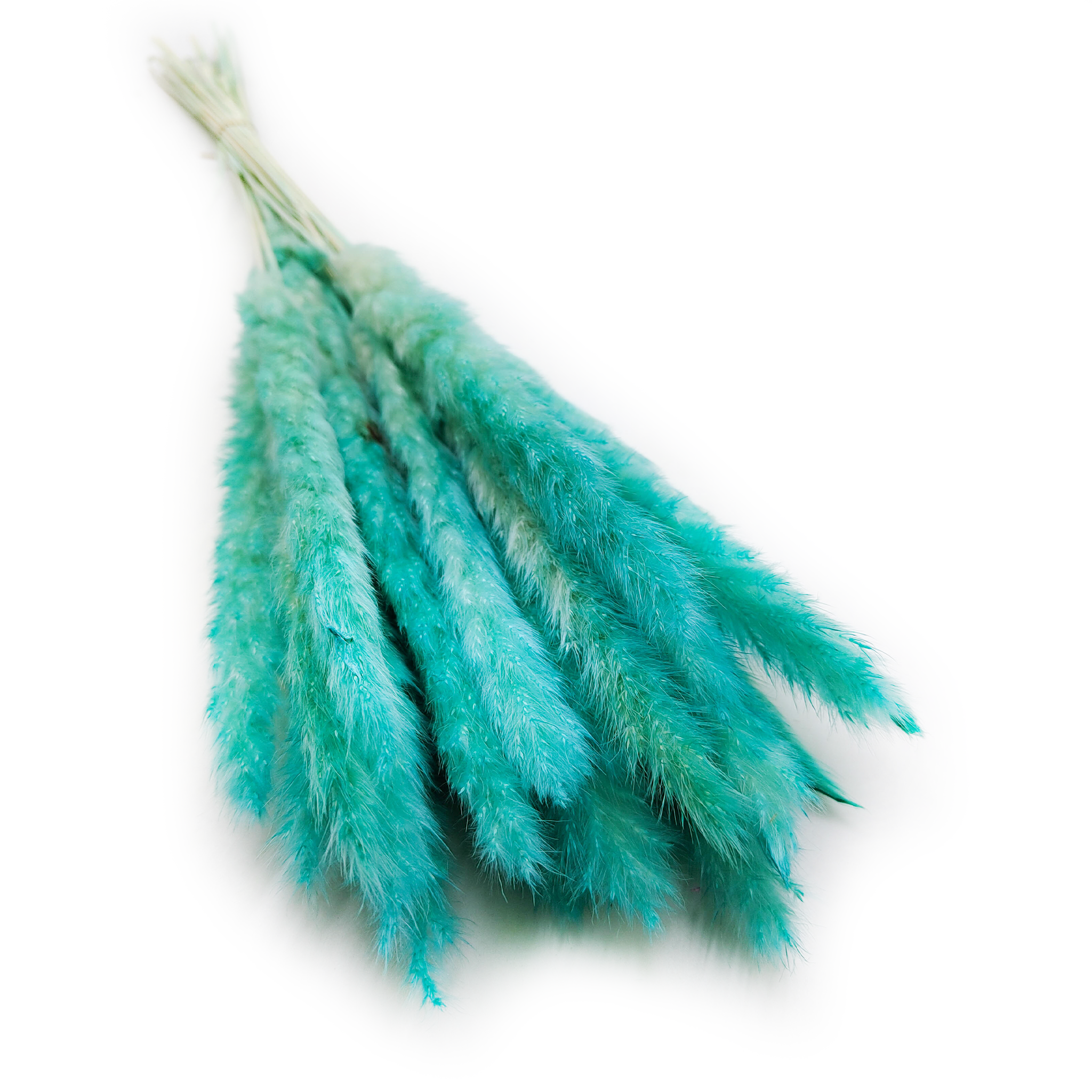 Pampas Grass Mini - Azure