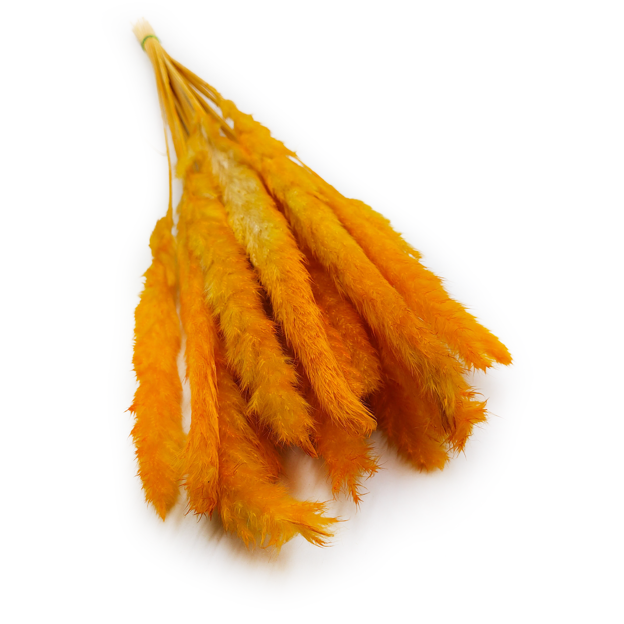 Pampas Grass Mini - Orange