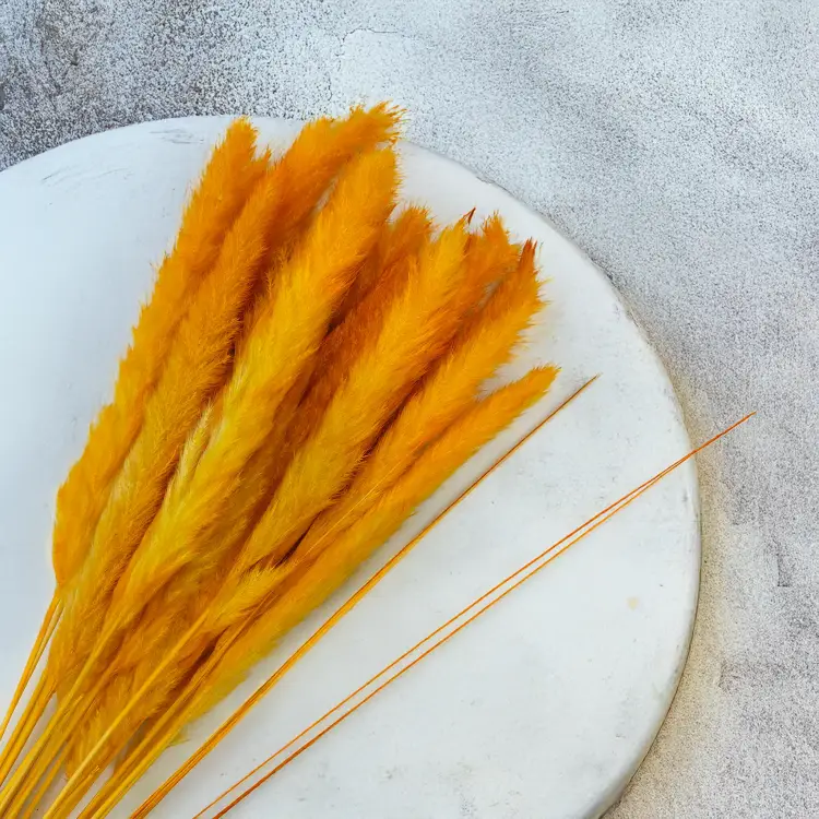 Mini pampas Pomarańczowy 1.png