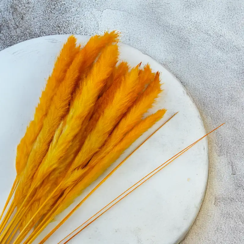 Mini pampas Pomarańczowy 1.png