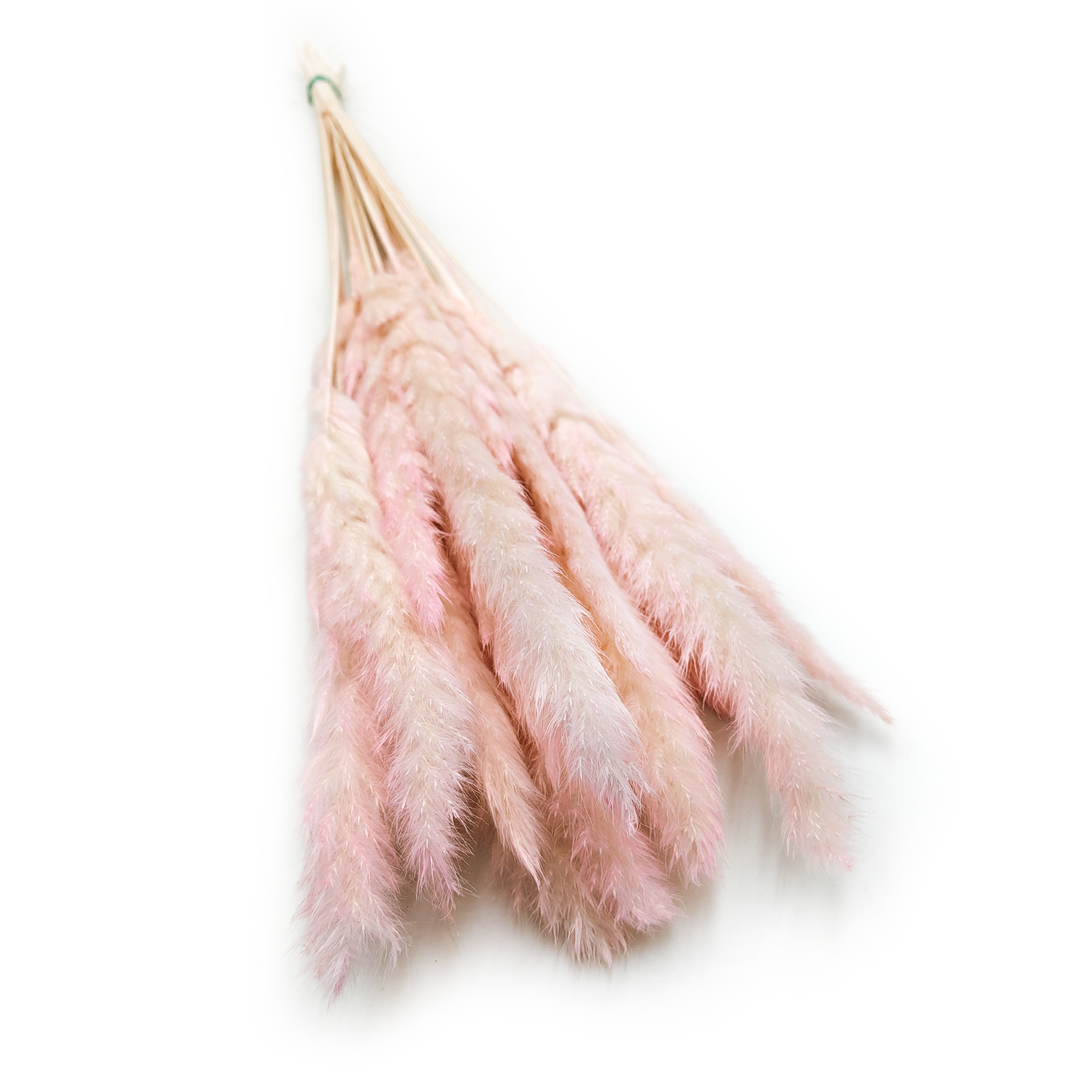 Pampas Grass Mini - Pink
