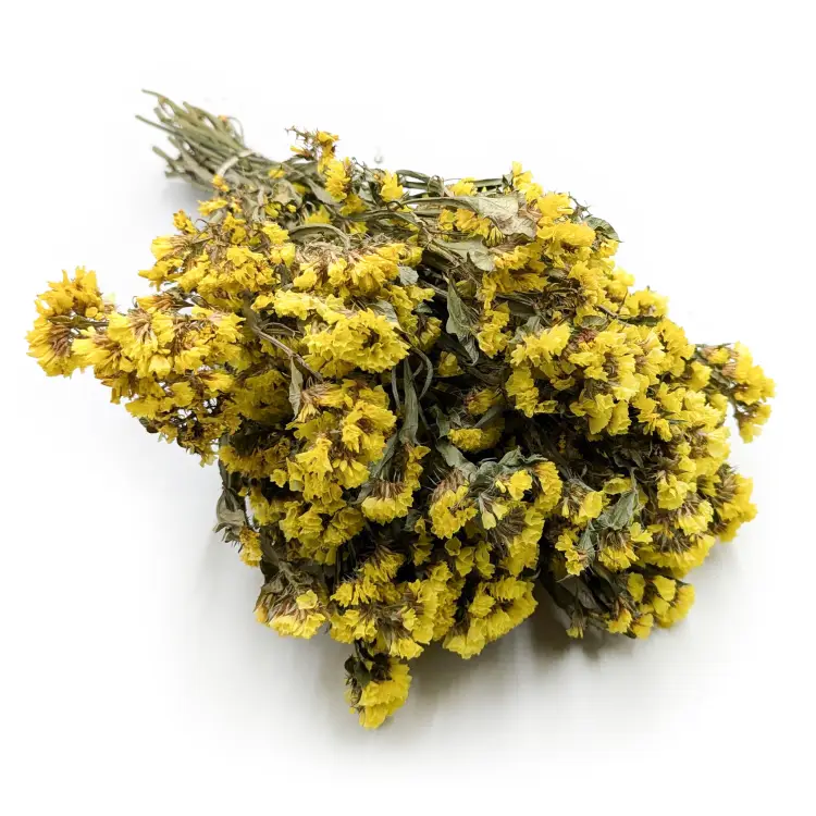 Zatrwian Żółty suszony 4.png