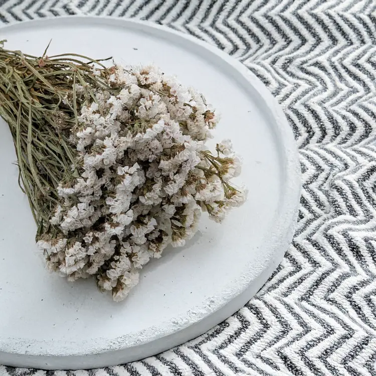 Zatrwian Biały suszony 4.png