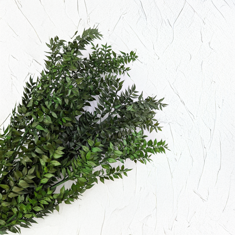 Ruskus stabilizowany Zielony 1.png