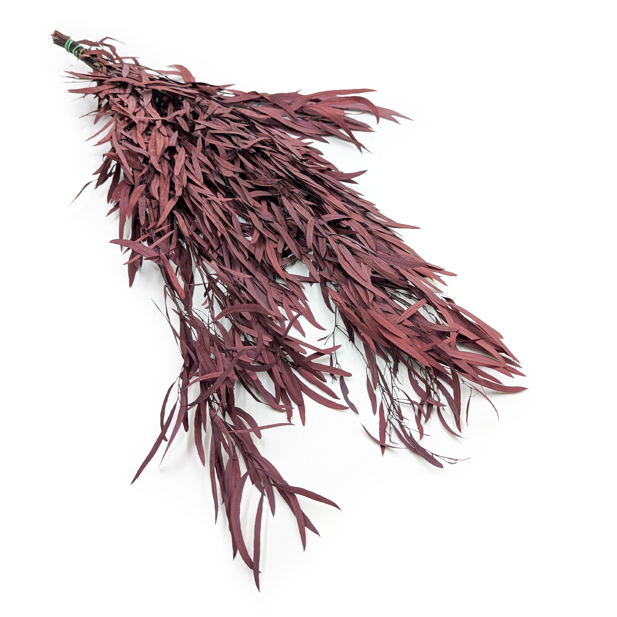 Preserved Eucalyptus - Nicoly - Red