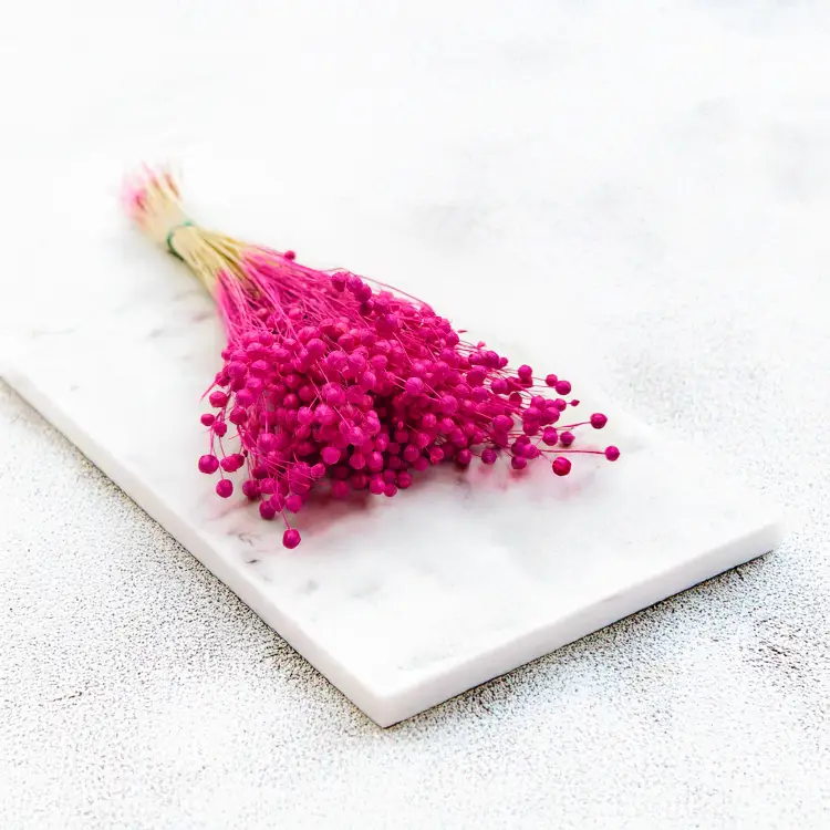 Len Suszony Fuksja 7.png