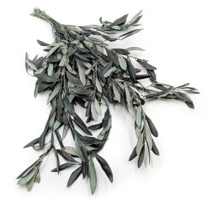 Stabilized Silvery Olive - Olea - Green