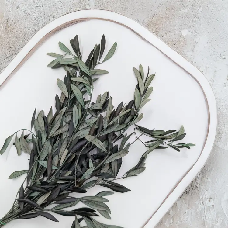 Oliwka srebrzysta Zielona 2.png