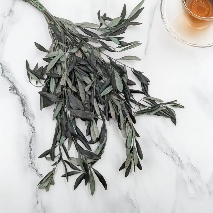 Oliwka srebrzysta Zielona 1.png