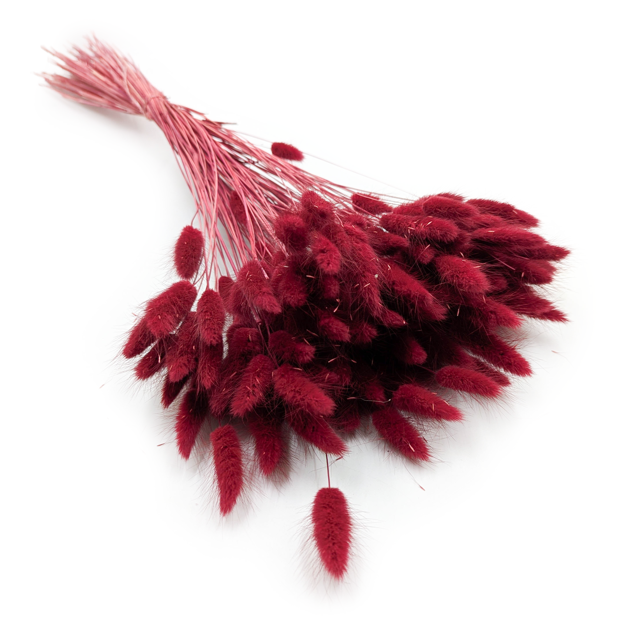 Dried Bunny Tails (Lagurus) - Burgundy