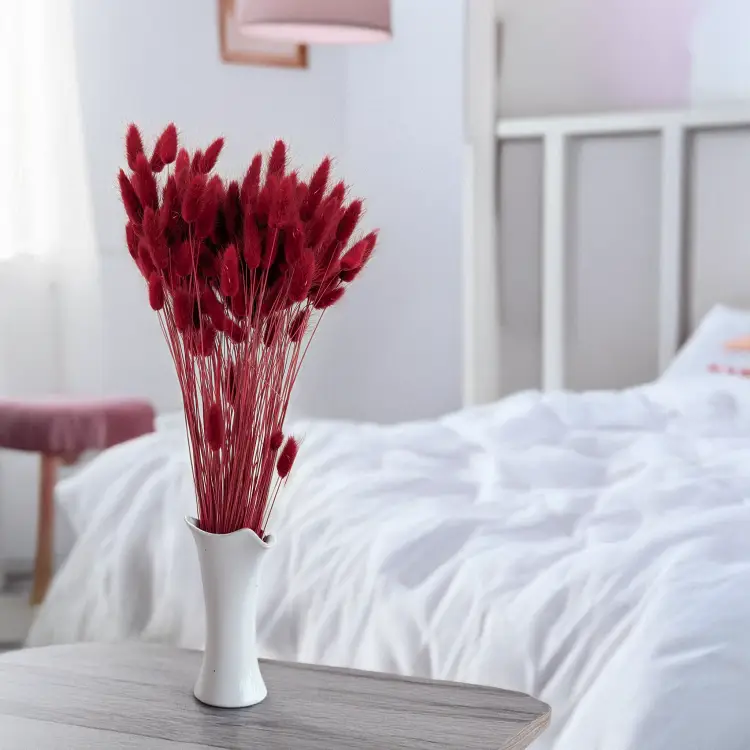 Lagurus bordowy 5.png