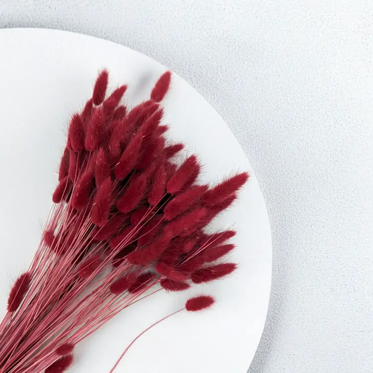 Lagurus bordowy 2.png