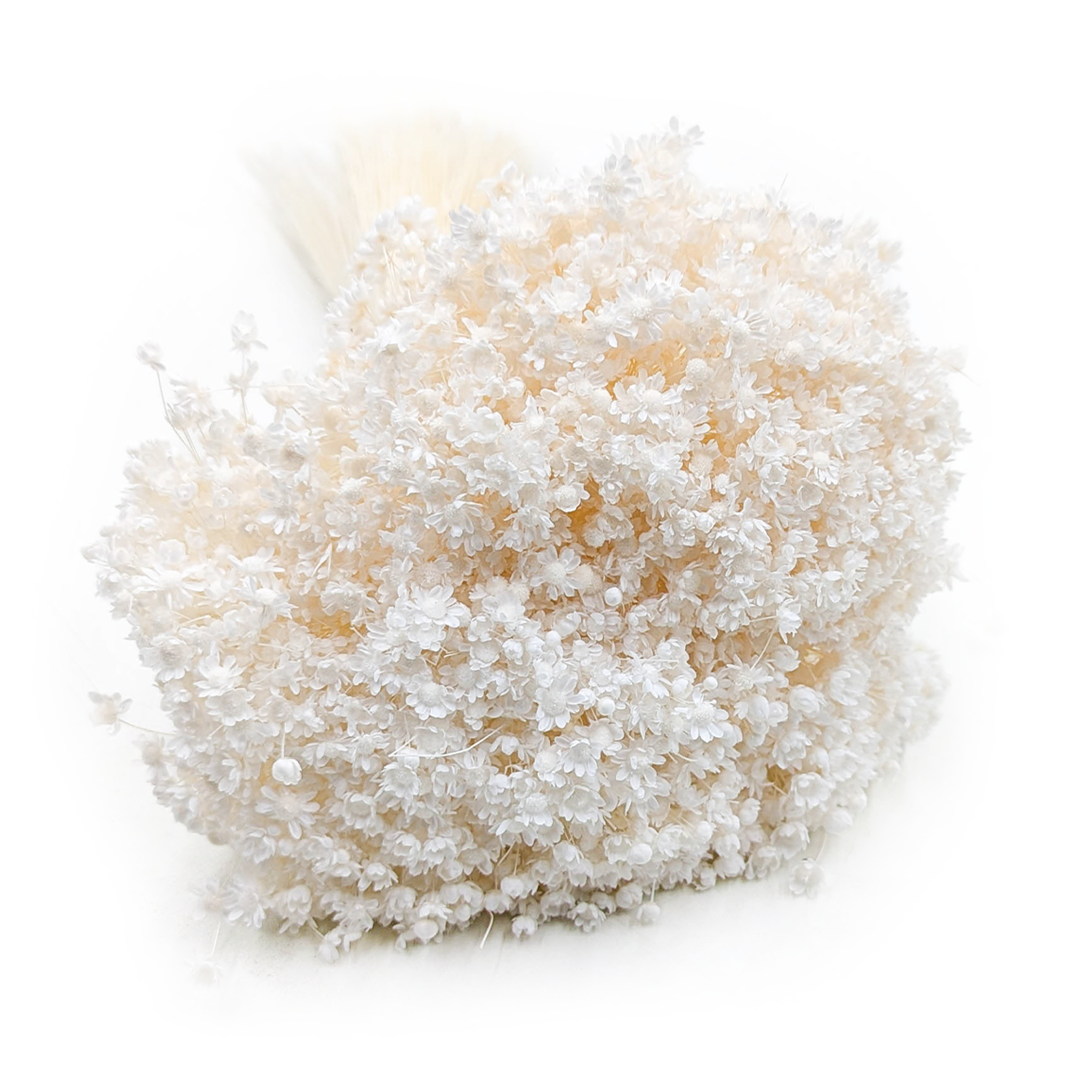 Dried Glixia - (Glixia Marcela) - Bleached