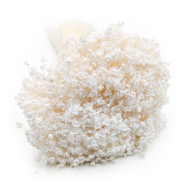 Glixia Bielona Marcela.png