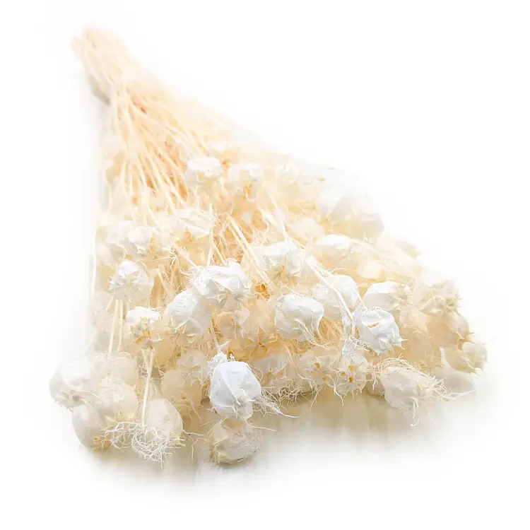 Czarnuszka Bielona.png