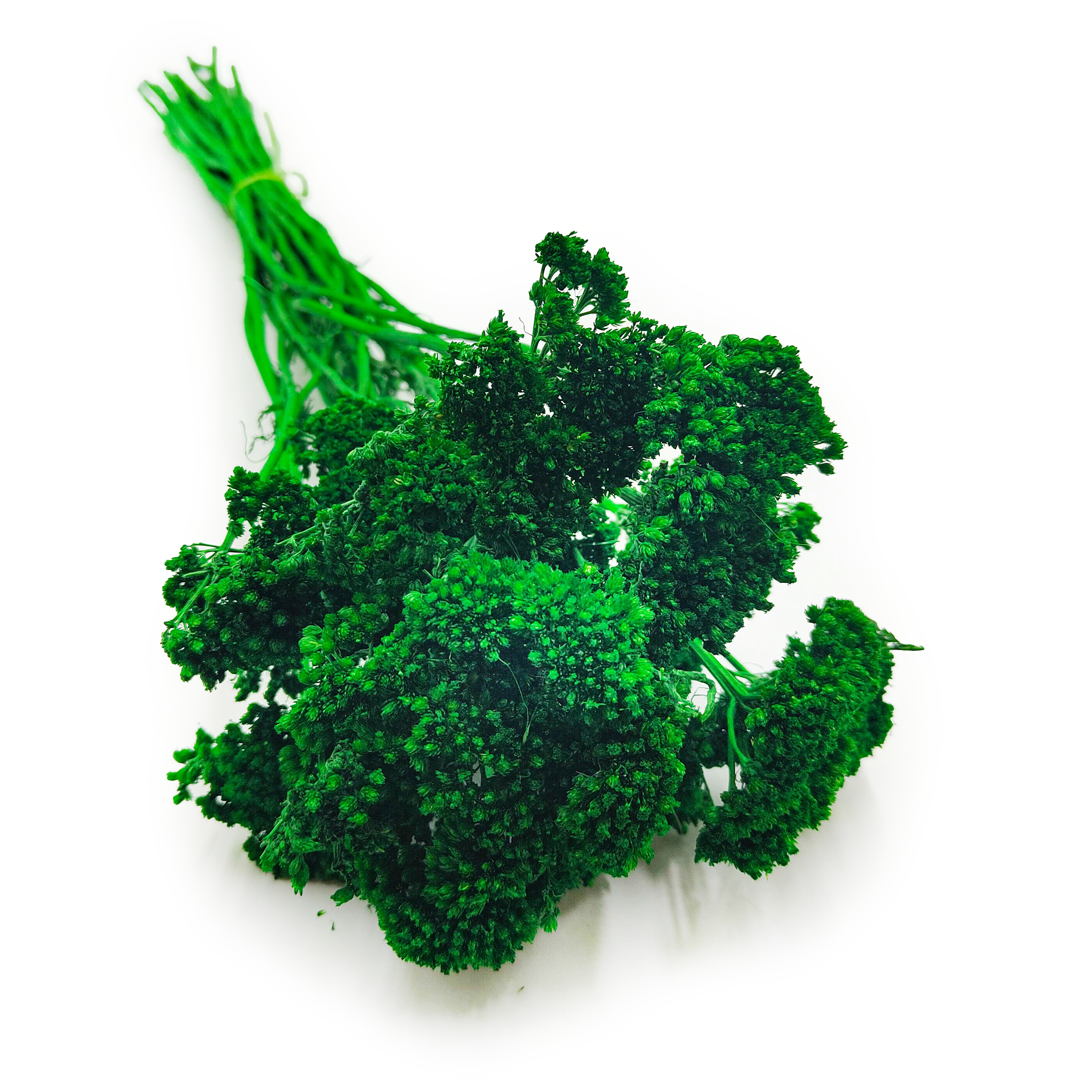 Dried Yarrow - Achillea - Green